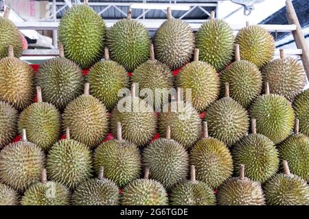 Divers durians de qualité malaisienne exposés sur le stand du marché Banque D'Images