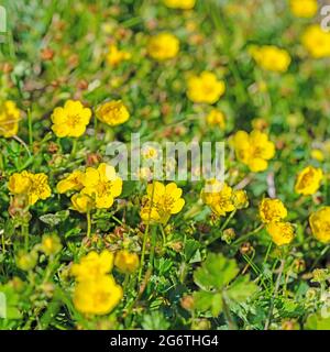 Fleurs de la coupe de beurre rampante, Ranunculus repens Banque D'Images