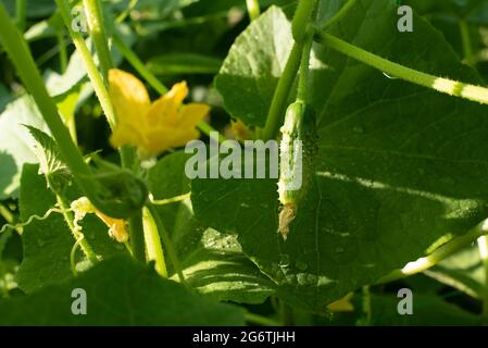 Culture de légumes dans l'arrière-cour, petit concombre mûrissant sur une plante dans le jardin, gros plan. Banque D'Images