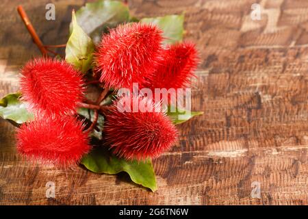 Graines d'annatto, Onoto, Annatto, Bixa orellana, pigment rouge naturel Banque D'Images