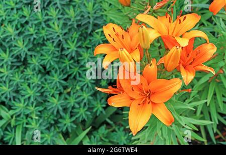 Nénuphars orange ou nénuphars orientaux sur fond de feuillage vert Banque D'Images