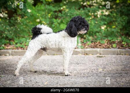 Poodle moyen debout Banque D'Images