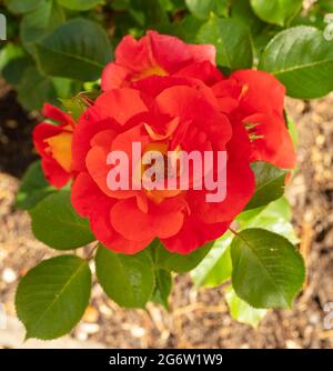 Remarquable Rosa Bright and Breezy = 'Dicjive', Floribunda Rose 'Bright and Breezy', portrait naturel des plantes Banque D'Images