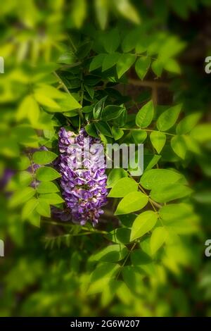 Wisteria frutescens 'Longwood Purple' Banque D'Images