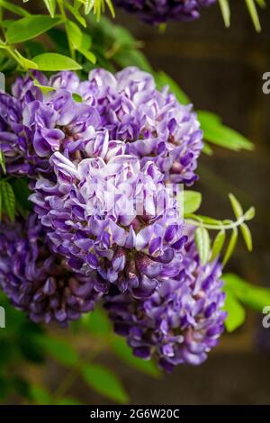 Wisteria frutescens 'Longwood Purple' Banque D'Images
