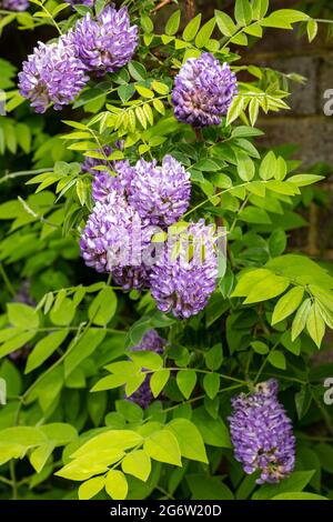 Wisteria frutescens 'Longwood Purple' Banque D'Images