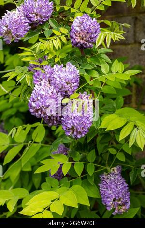 Wisteria frutescens 'Longwood Purple' Banque D'Images