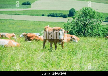 Vaches se détendant dans un pré en Allemagne du Sud Banque D'Images