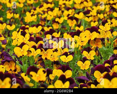 Champ de Violet à cornes, Pansy à cornes, Viola cornuta Banque D'Images