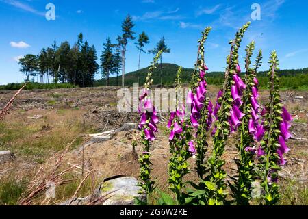 Digitalis purpurea croissant sur le pré Luzicke Hory, montagnes de Lusatien, République Tchèque faune fleurs Digitalis Banque D'Images