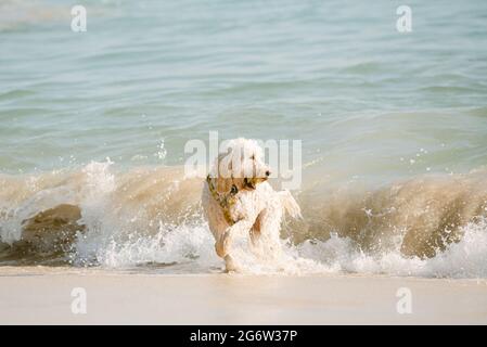 Chien sur Carbis Bay Beach, St Ives, Cornwall Banque D'Images