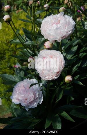 Paeonia lactiflora ‘Sarah Bernhardt’ Banque D'Images