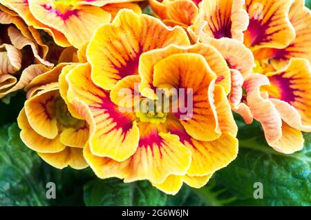 Gros plan de primula Marietta une bicolore F1 polyanthus qui est un jaune et rouge une floraison printanière et une vivace semi-ververte Banque D'Images