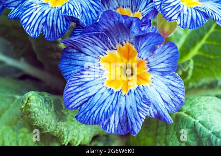 Gros plan de primula Moonstone une rosette bicolore F1 Polyanthus qui est bleu et blanc veiné avec un jaune centre une fleur de printemps vivace Banque D'Images