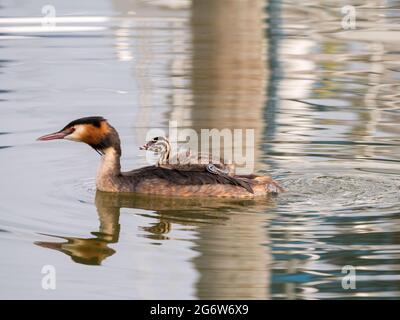 Grèbe huppé Podiceps cristatus, juvénile, effectué à l'arrière de l'adulte, Pays-Bas Banque D'Images