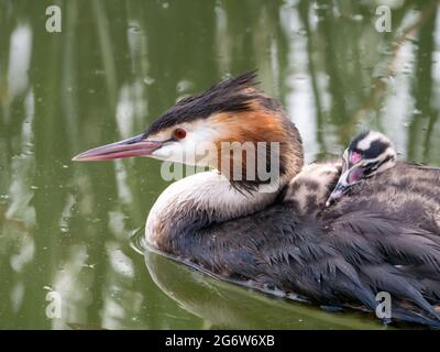 Grèbe huppé Podiceps cristatus, juvénile, effectué à l'arrière de l'adulte, Pays-Bas Banque D'Images