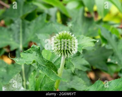 Chardon de globe, Echinops ritro, bouton de fleur vert et feuilles de pickly dans le jardin, pays-Bas Banque D'Images