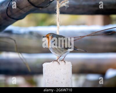 Robin, erithacus rubecula, se nourrissant sur le nourrisseur de graisse dans le jardin en hiver, pays-Bas Banque D'Images