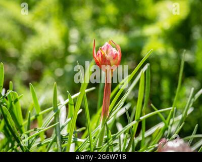 Rose de mer ou thrift de mer, Armeria maritima, gros plan du nouveau bourgeon qui grandit à la fleur au printemps, pays-Bas Banque D'Images