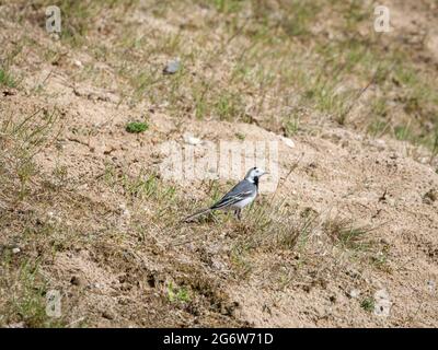 Queue de cheval blanche, Motacilla alba, portrait d'homme dans l'herbe au printemps, pays-Bas Banque D'Images