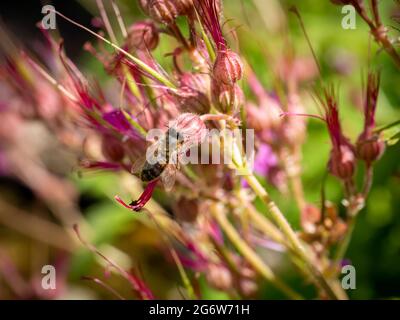 Abeille, APIS mellifera, projet de grue de roche pollinisante, Geranium macrorrhizum, gros plan, pays-Bas Banque D'Images