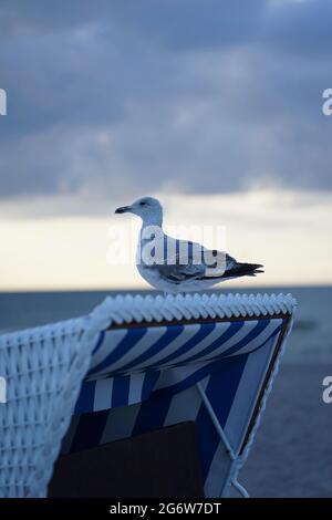 Jeune harengs européen assis sur une strandkorb à la plage de Warnemünde Banque D'Images