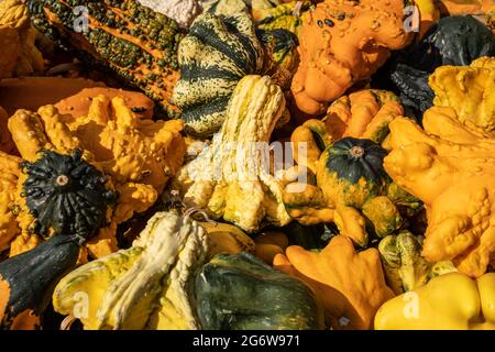 Mérous orange, jaune et vert en solde dans le verger local prêt pour les décorations d'Halloween et de Thanksgiving. Banque D'Images