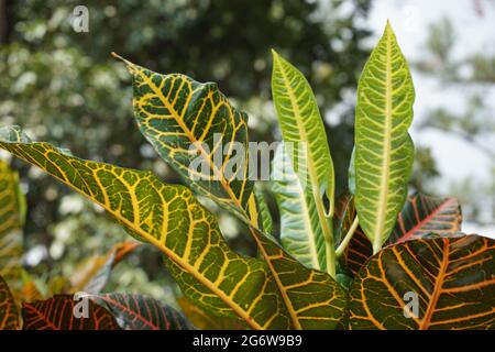 Codiaeum variegatum (Croton, Laurel Variegated, Garden Croton, Orange Jessamine, puding,puding) dans le jardin. Plantes exotiques vertes tropicales botanoiques Banque D'Images