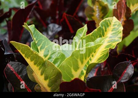 Codiaeum variegatum (Croton, Laurel Variegated, Garden Croton, Orange Jessamine, puding,puding) dans le jardin. Plantes exotiques vertes tropicales botanoiques Banque D'Images