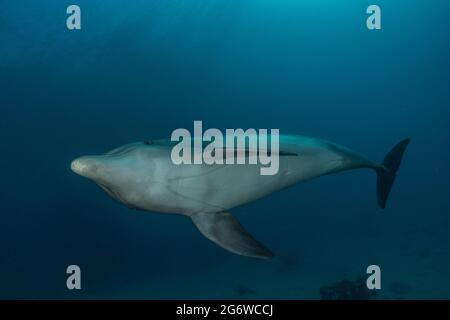 Nage avec les dauphins dans la mer Rouge, Eilat Israël Banque D'Images