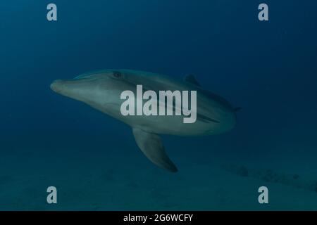 Nage avec les dauphins dans la mer Rouge, Eilat Israël Banque D'Images