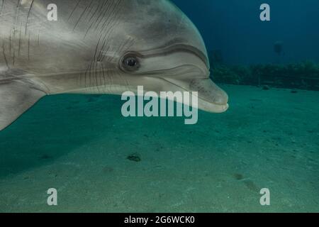 Nage avec les dauphins dans la mer Rouge, Eilat Israël Banque D'Images