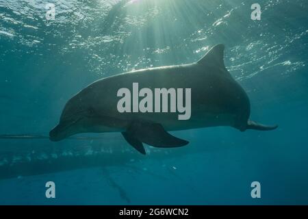 Nage avec les dauphins dans la mer Rouge, Eilat Israël Banque D'Images