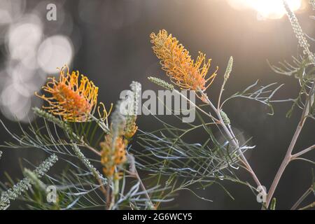 Un bijou de miel, Grevillea, baigné de soleil après une tempête Banque D'Images