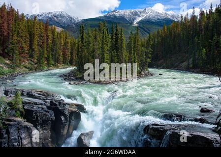 Sunwapta Falls et son île arborée Banque D'Images