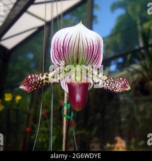 Orchidée venus Slipper (Paphiopedilum sp.) dans le Conservatoire, jardin botanique de Flecker, Edge Hill, Cairns, Queensland, Australie. Pas de PR Banque D'Images