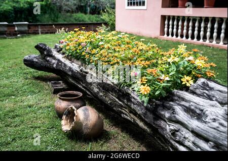 Beau lit de fleur coloré en face d'une maison, arrangé à l'intérieur d'un tronc d'arbre dans un jardin avec quelques pots d'argile anciens comme ornements. Banque D'Images