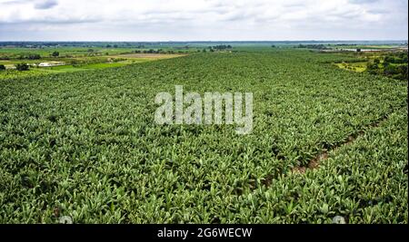 Vue aérienne de la grande plantation de bananes par une journée ensoleillée. Immense champ rempli de bananiers à Los Rios, Equateur. Les arbres peuvent être vus jusqu'à l'horizon. Banque D'Images