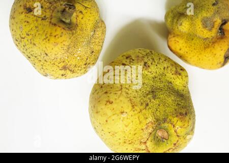 Artocarpus lacucha fruits sur une surface blanche isolée, vue de dessus Banque D'Images