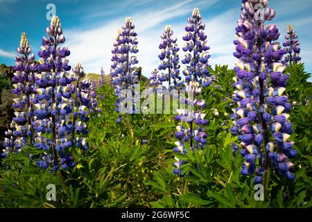 Lupin trouvé en Islande Banque D'Images