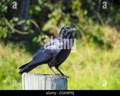 Briller ! Corvus coronoides, un oiseau brillant du Corbeau, perché majestueusement sur un poteau en bois, des plumes noires qui brillent au soleil et qui se dressent au loin Banque D'Images