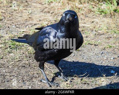 Corbeau australien, Corvus coronoides, plumes noires brillantes brillant comme si elle était polie, en regardant directement l'appareil photo avec ses yeux blancs Banque D'Images
