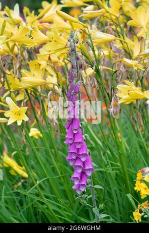 Digitalis purpurea et Hemerocallis. Foxglove et daylilas Banque D'Images