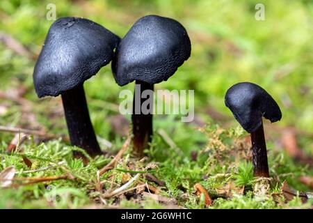 Image en gros plan des champignons noirs qui poussent à Brevard, en Caroline du Nord, aux États-Unis Banque D'Images
