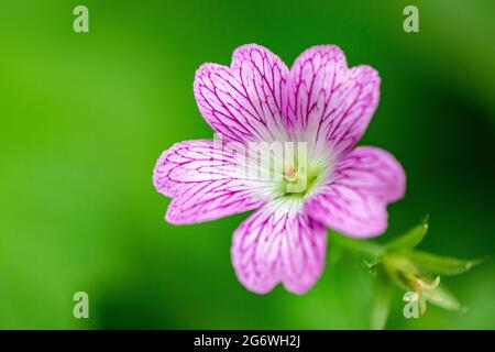 Gros plan d'une fleur de géranium (Cranesbill) - Asheville, Caroline du Nord, États-Unis Banque D'Images