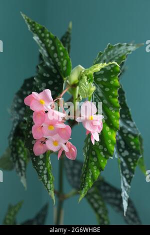 Floraison Begonia 'My Special Angel'. Banque D'Images