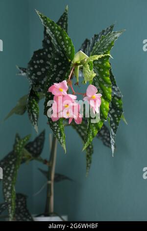 Floraison Begonia 'My Special Angel'. Banque D'Images