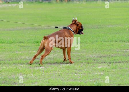 Le puissant chien de race Boxer allemand se trouve sur une pelouse verte. Boxer Fawn, rogné et ancré. Chien de service. Animaux de compagnie. Banque D'Images