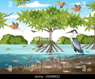 Scène de la forêt de mangroves en journée avec illustration des animaux Illustration de Vecteur