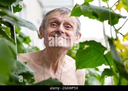 Vieux jardinage d'homme dans la serre à la maison. Portrait d'un homme âgé heureux Banque D'Images
